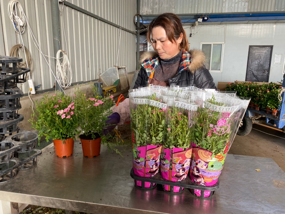 玉溪紫玉花卉产业有限公司的工作人员正在包装盆栽花。