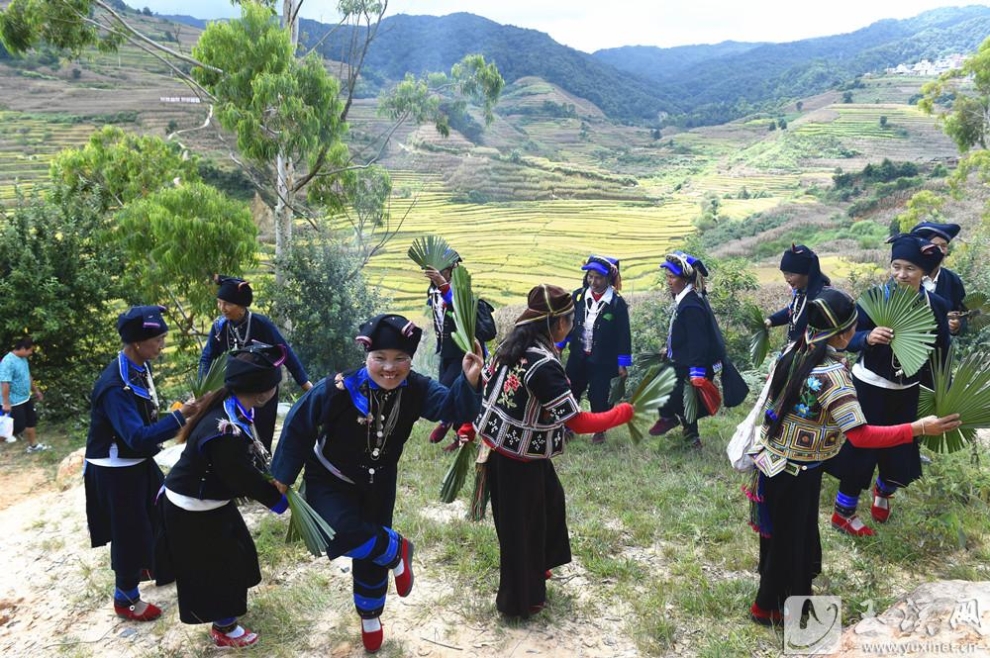 哈尼山寨欢庆丰收的舞蹈必须有棕扇舞。记者 崔永红 摄