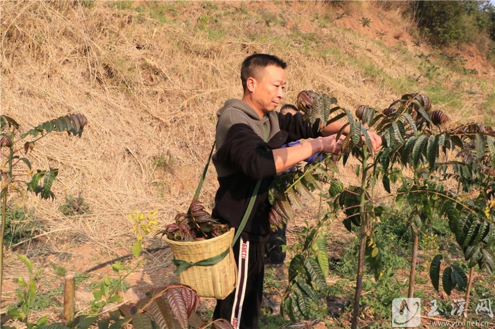 杨小飞采摘香椿