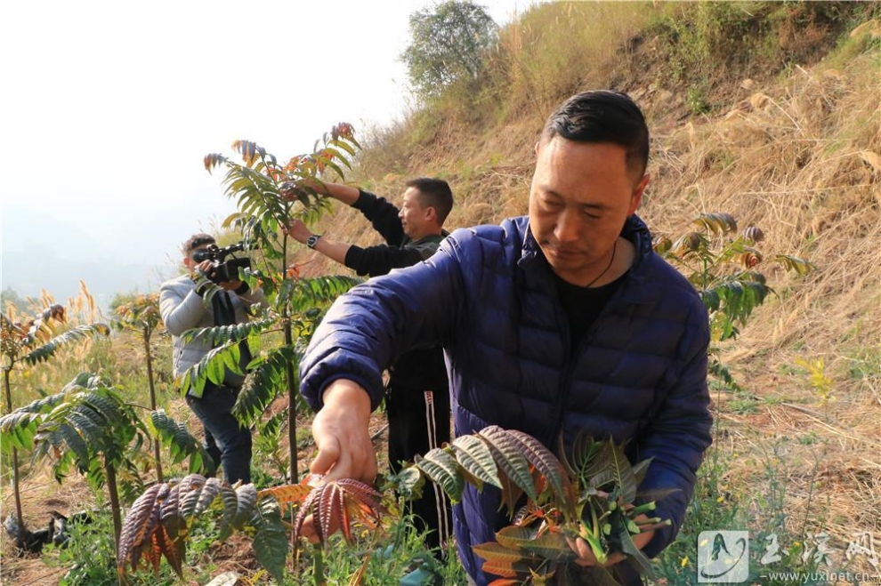 杨小飞采摘香椿1