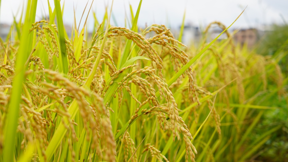 图片53：生态水稻