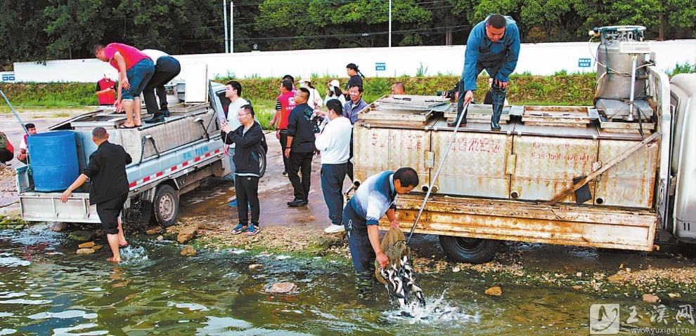 志愿者及相关工作人员向星云湖放流大头鲤夏花鱼苗。