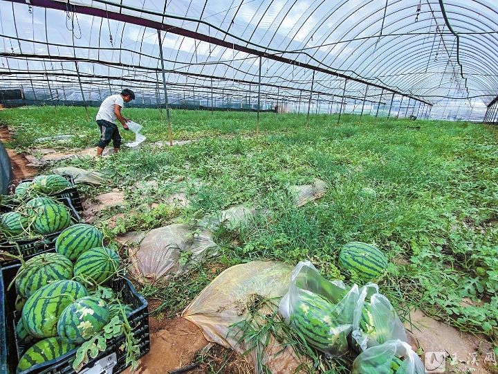 6月12日，在位于红塔区研和街道的云南玉菇农业发展有限公司基地，种植户杨有春在采摘成熟的西瓜。今年3月，杨有春从蒙自引进麒麟瓜种苗，试种了4亩，6月11日开园当天就销售了近1吨，明年他计划扩大种植面积，带动周边群众一起种西瓜。 本报记者 李梅 摄