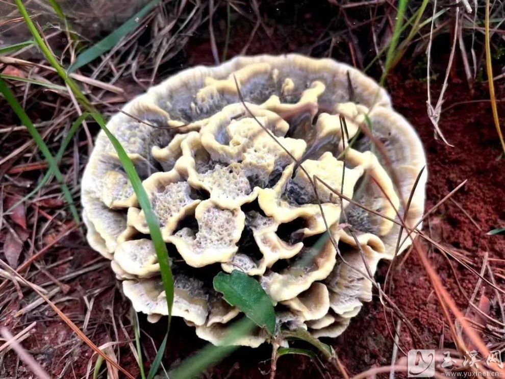 富硒干巴菌