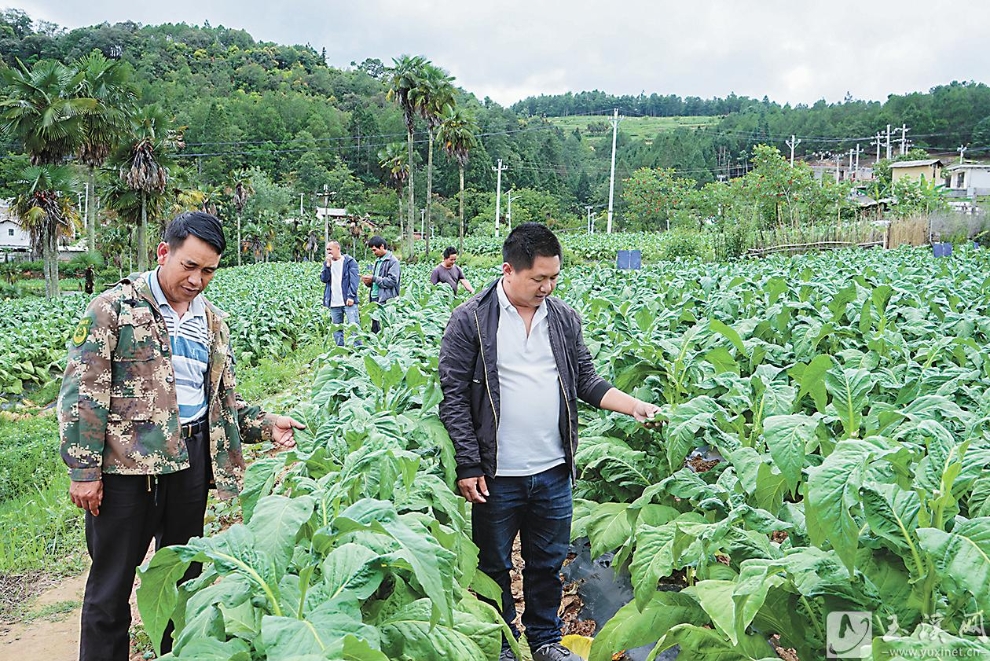 大西村村干部和农户一起查看烟叶长势。经过数年的技术培训，大西村烟农烤烟生产水平明显提升。
