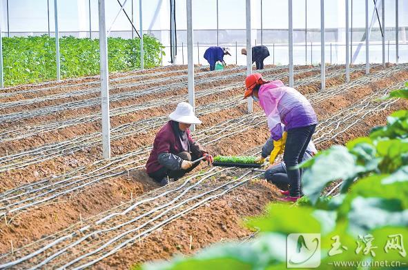 在云南佳海农业产业有限公司种植基地里，工人正忙着移栽洋桔梗。