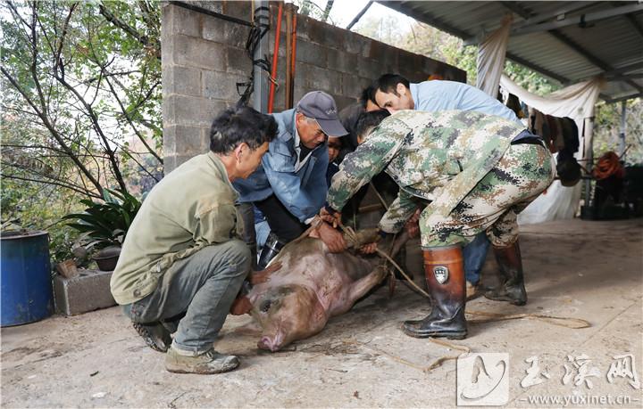 在众人的配合下，猪被按倒在地，绑猪的师傅熟练地将猪捆绑好。