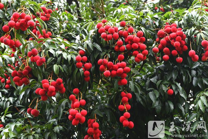 这个品种的荔枝别名丹荔、火山荔，色泽红艳，口味香甜微酸。