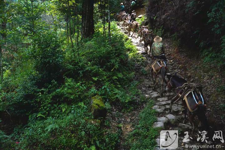 隐藏在哀牢山深处的茶马古道。