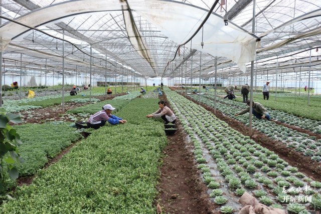 多肉种植基地为村民提供了务工机会。.JPG