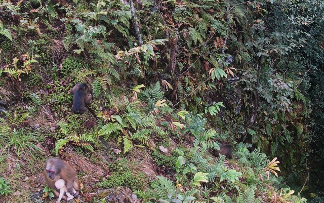 成年短尾猴和小猴崽（图片来源于龙陵小黑山省级自然保护区和大理大学东喜玛拉雅研究院）.jpg