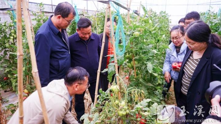 深入田间地头进行技术指导。