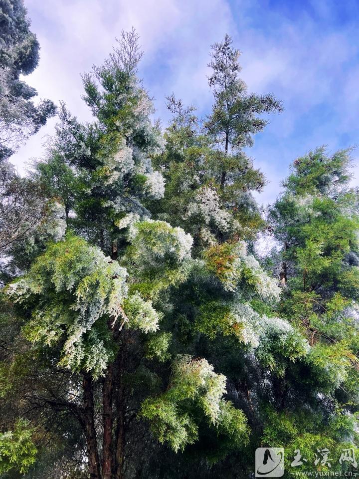 雪柏一夜白头。 本报记者 蒋燕 摄