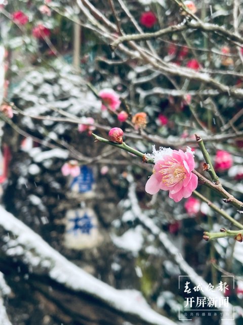 飘雪的黑龙潭1.jpg