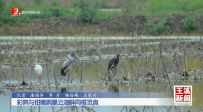 彩鹮与钳嘴鹳星云湖畔同框觅食