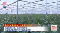 高质量发展进行时 走基层·看一线丨玉溪抚投公司：立足主责主业 扎实推进高原特色农业高质量发展