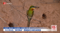 元江河谷的“精灵舞者”栗喉蜂虎沙壁筑巢繁殖
